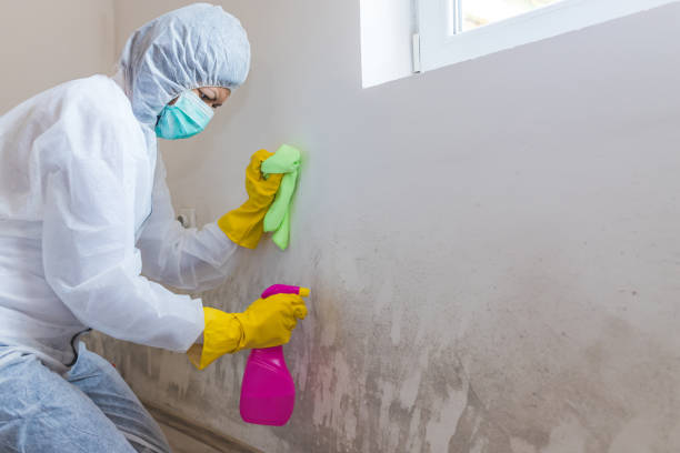 Why You Should Choose Our Mold Remediation Services in Summerdale, AL